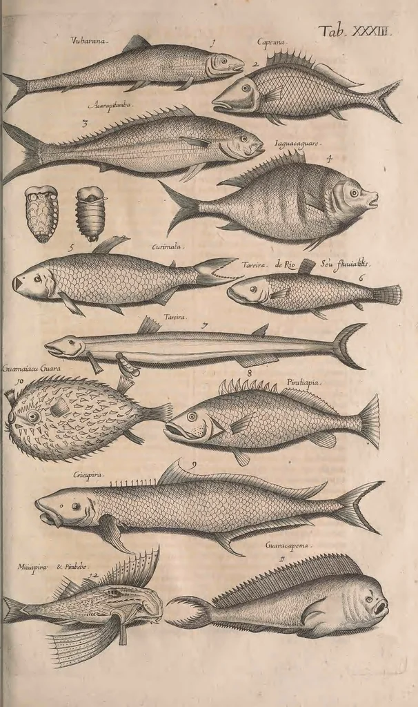 An illustration from Historiae naturalis de quadrupetibus libri : cum aeneis figuris; [Historiae naturalis de serpentibus libri II ; Historiae naturalis de insectis libri III ; Historiae naturalis de exanguibus aquaticis libri IV ; Historiae naturalis de piscibus et cetis libri V ; Historiae naturalis de avibus libri VI], 1650, leaf 614