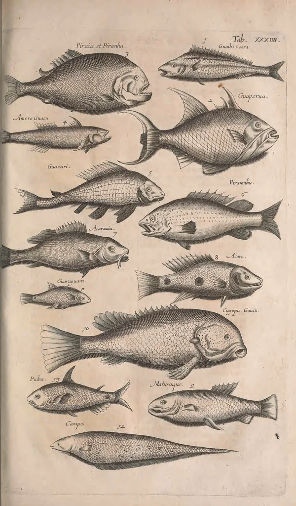 An illustration from Historiae naturalis de quadrupetibus libri : cum aeneis figuris; [Historiae naturalis de serpentibus libri II ; Historiae naturalis de insectis libri III ; Historiae naturalis de exanguibus aquaticis libri IV ; Historiae naturalis de piscibus et cetis libri V ; Historiae naturalis de avibus libri VI], 1650, leaf 622