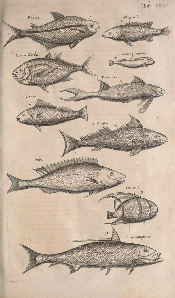 An illustration from Historiae naturalis de quadrupetibus libri : cum aeneis figuris; [Historiae naturalis de serpentibus libri II ; Historiae naturalis de insectis libri III ; Historiae naturalis de exanguibus aquaticis libri IV ; Historiae naturalis de piscibus et cetis libri V ; Historiae naturalis de avibus libri VI], 1650, leaf 628