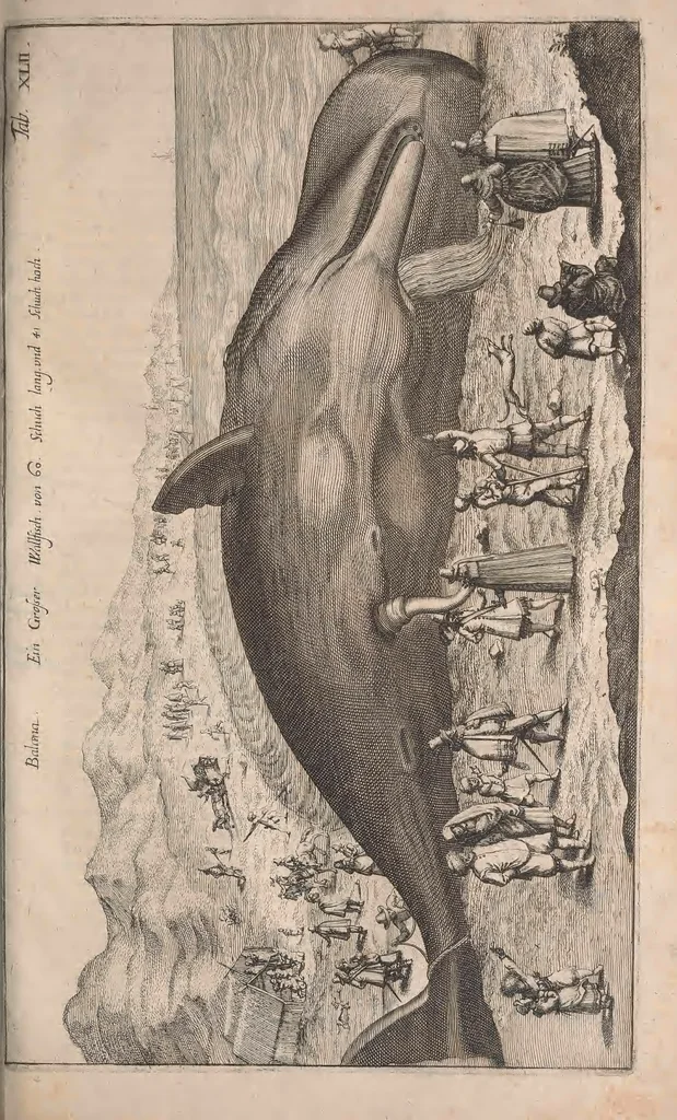 An illustration from Historiae naturalis de quadrupetibus libri : cum aeneis figuris; [Historiae naturalis de serpentibus libri II ; Historiae naturalis de insectis libri III ; Historiae naturalis de exanguibus aquaticis libri IV ; Historiae naturalis de piscibus et cetis libri V ; Historiae naturalis de avibus libri VI], 1650, leaf 664