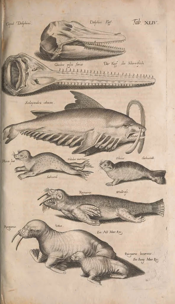 An illustration from Historiae naturalis de quadrupetibus libri : cum aeneis figuris; [Historiae naturalis de serpentibus libri II ; Historiae naturalis de insectis libri III ; Historiae naturalis de exanguibus aquaticis libri IV ; Historiae naturalis de piscibus et cetis libri V ; Historiae naturalis de avibus libri VI], 1650, leaf 672