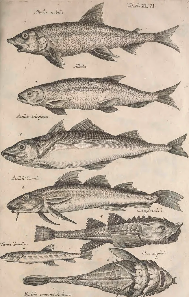 An illustration from Historiae naturalis de quadrupetibus libri : cum aeneis figuris; [Historiae naturalis de serpentibus libri II ; Historiae naturalis de insectis libri III ; Historiae naturalis de exanguibus aquaticis libri IV ; Historiae naturalis de piscibus et cetis libri V ; Historiae naturalis de avibus libri VI], 1650, leaf 682