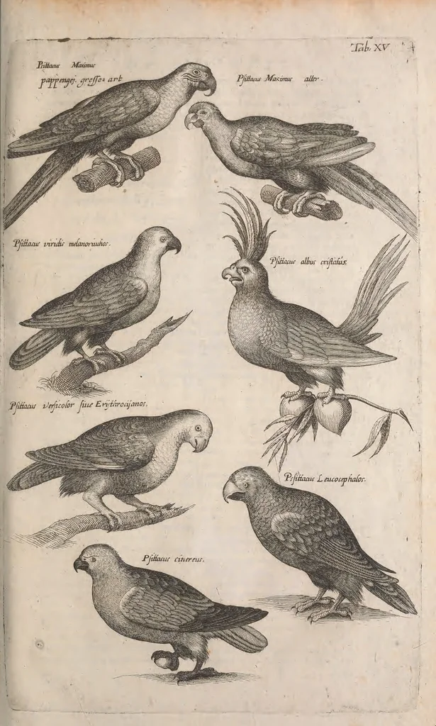 An illustration from Historiae naturalis de quadrupetibus libri : cum aeneis figuris; [Historiae naturalis de serpentibus libri II ; Historiae naturalis de insectis libri III ; Historiae naturalis de exanguibus aquaticis libri IV ; Historiae naturalis de piscibus et cetis libri V ; Historiae naturalis de avibus libri VI], 1650, leaf 70