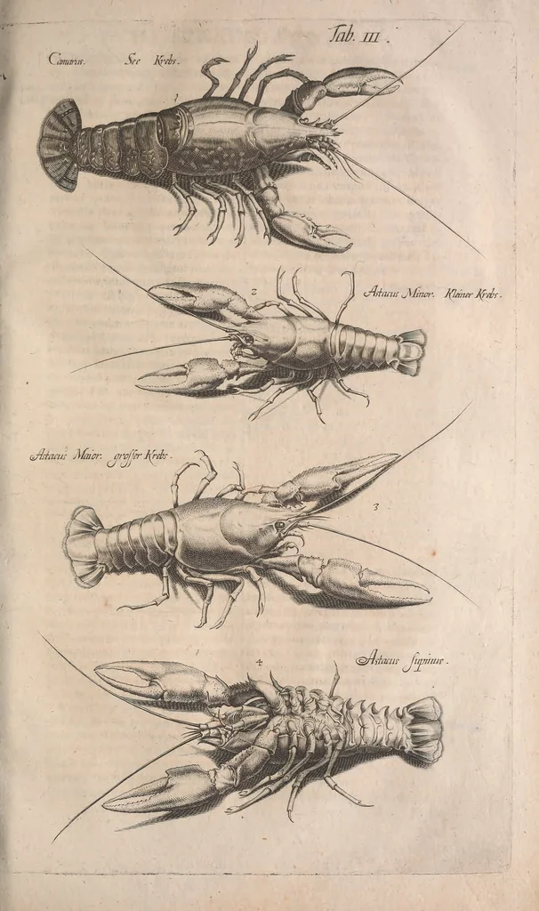An illustration from Historiae naturalis de quadrupetibus libri : cum aeneis figuris; [Historiae naturalis de serpentibus libri II ; Historiae naturalis de insectis libri III ; Historiae naturalis de exanguibus aquaticis libri IV ; Historiae naturalis de piscibus et cetis libri V ; Historiae naturalis de avibus libri VI], 1650, leaf 710