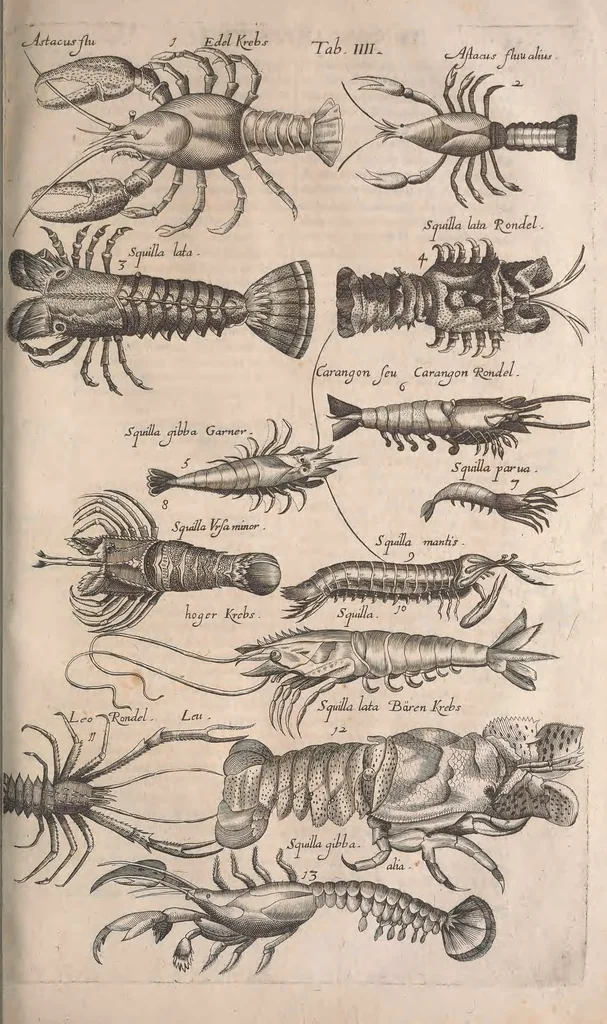 An illustration from Historiae naturalis de quadrupetibus libri : cum aeneis figuris; [Historiae naturalis de serpentibus libri II ; Historiae naturalis de insectis libri III ; Historiae naturalis de exanguibus aquaticis libri IV ; Historiae naturalis de piscibus et cetis libri V ; Historiae naturalis de avibus libri VI], 1650, leaf 714