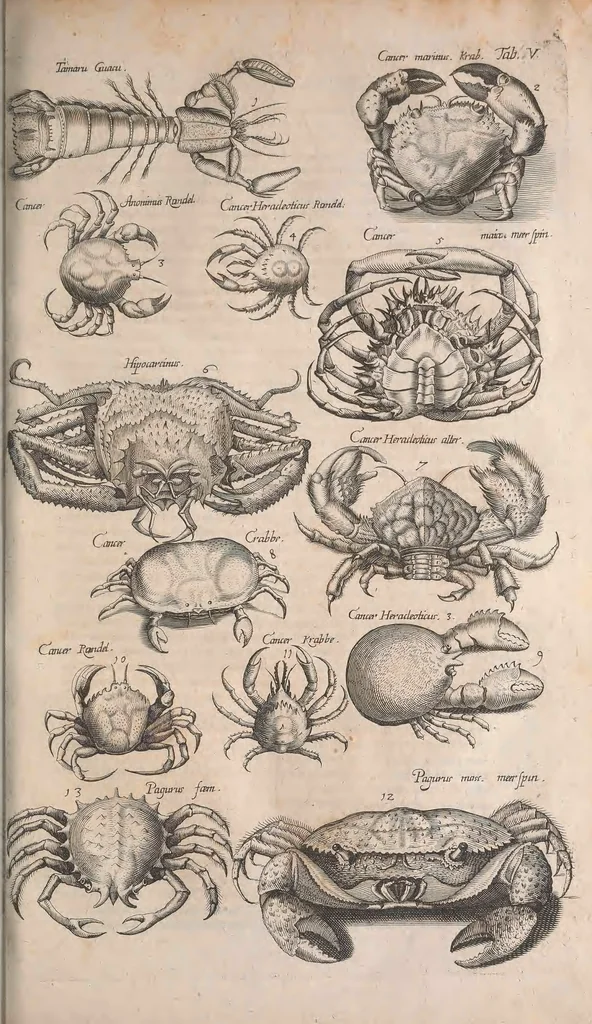 An illustration from Historiae naturalis de quadrupetibus libri : cum aeneis figuris; [Historiae naturalis de serpentibus libri II ; Historiae naturalis de insectis libri III ; Historiae naturalis de exanguibus aquaticis libri IV ; Historiae naturalis de piscibus et cetis libri V ; Historiae naturalis de avibus libri VI], 1650, leaf 720