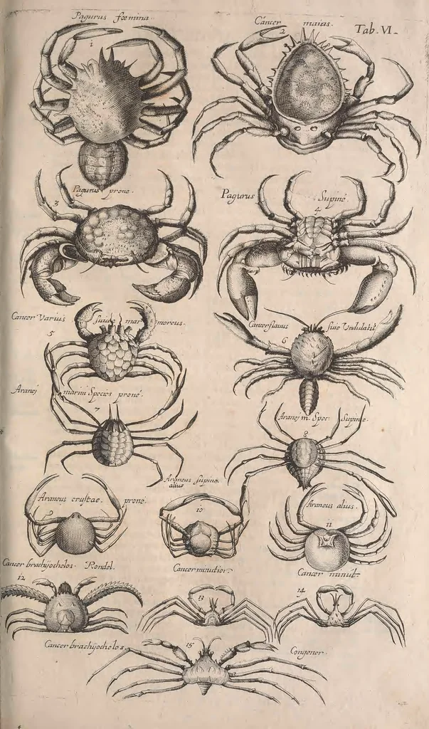 An illustration from Historiae naturalis de quadrupetibus libri : cum aeneis figuris; [Historiae naturalis de serpentibus libri II ; Historiae naturalis de insectis libri III ; Historiae naturalis de exanguibus aquaticis libri IV ; Historiae naturalis de piscibus et cetis libri V ; Historiae naturalis de avibus libri VI], 1650, leaf 724