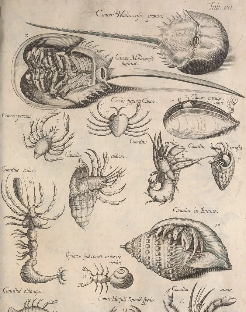 An illustration from Historiae naturalis de quadrupetibus libri : cum aeneis figuris; [Historiae naturalis de serpentibus libri II ; Historiae naturalis de insectis libri III ; Historiae naturalis de exanguibus aquaticis libri IV ; Historiae naturalis de piscibus et cetis libri V ; Historiae naturalis de avibus libri VI], 1650, leaf 730