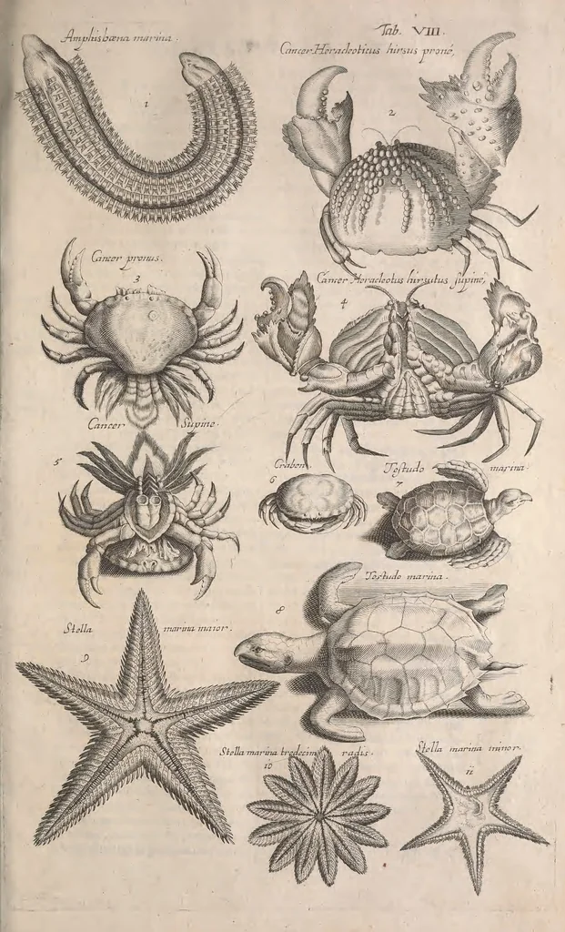An illustration from Historiae naturalis de quadrupetibus libri : cum aeneis figuris; [Historiae naturalis de serpentibus libri II ; Historiae naturalis de insectis libri III ; Historiae naturalis de exanguibus aquaticis libri IV ; Historiae naturalis de piscibus et cetis libri V ; Historiae naturalis de avibus libri VI], 1650, leaf 732