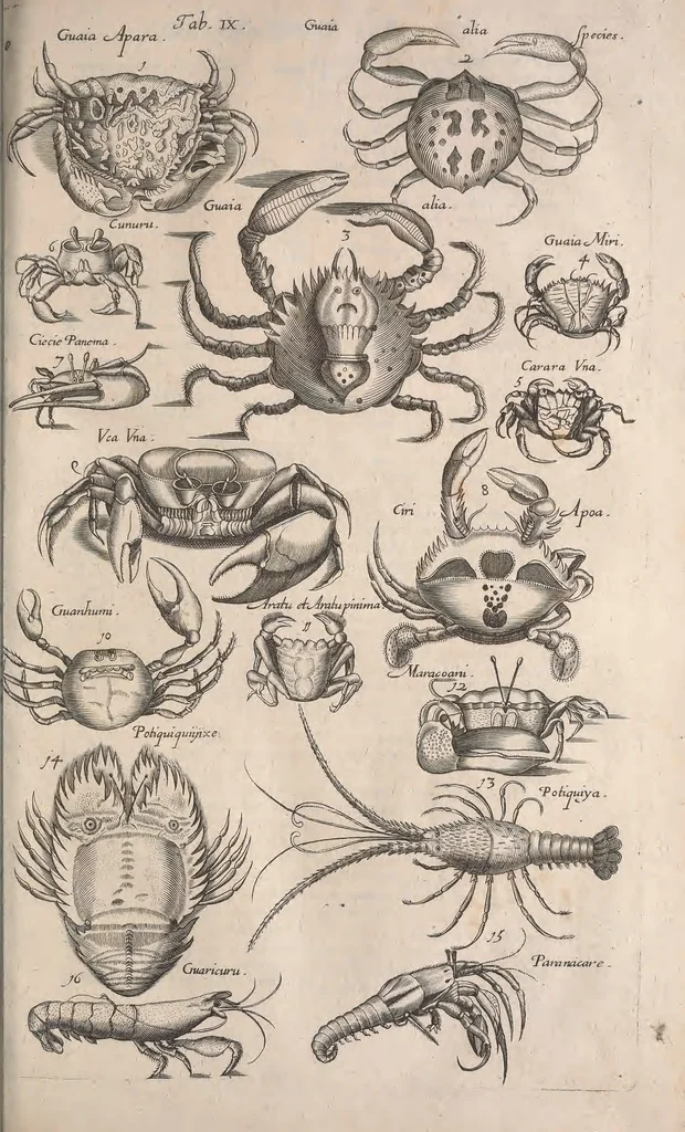 An illustration from Historiae naturalis de quadrupetibus libri : cum aeneis figuris; [Historiae naturalis de serpentibus libri II ; Historiae naturalis de insectis libri III ; Historiae naturalis de exanguibus aquaticis libri IV ; Historiae naturalis de piscibus et cetis libri V ; Historiae naturalis de avibus libri VI], 1650, leaf 736