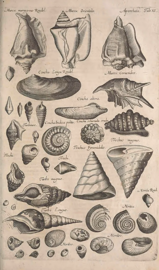 An illustration from Historiae naturalis de quadrupetibus libri : cum aeneis figuris; [Historiae naturalis de serpentibus libri II ; Historiae naturalis de insectis libri III ; Historiae naturalis de exanguibus aquaticis libri IV ; Historiae naturalis de piscibus et cetis libri V ; Historiae naturalis de avibus libri VI], 1650, leaf 754