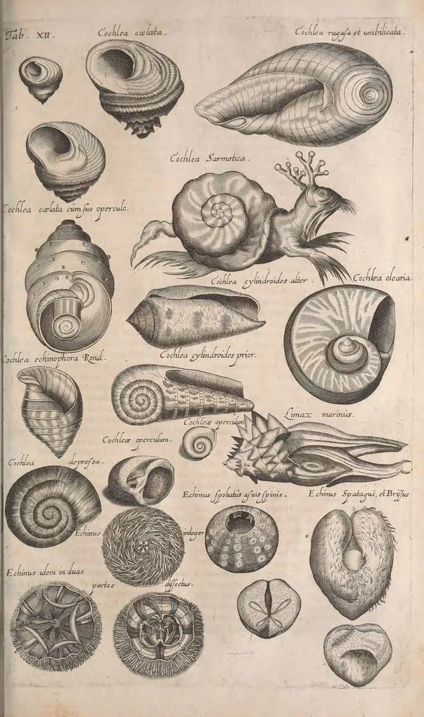 An illustration from Historiae naturalis de quadrupetibus libri : cum aeneis figuris; [Historiae naturalis de serpentibus libri II ; Historiae naturalis de insectis libri III ; Historiae naturalis de exanguibus aquaticis libri IV ; Historiae naturalis de piscibus et cetis libri V ; Historiae naturalis de avibus libri VI], 1650, leaf 758