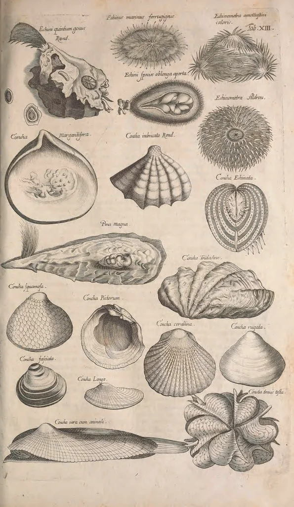 An illustration from Historiae naturalis de quadrupetibus libri : cum aeneis figuris; [Historiae naturalis de serpentibus libri II ; Historiae naturalis de insectis libri III ; Historiae naturalis de exanguibus aquaticis libri IV ; Historiae naturalis de piscibus et cetis libri V ; Historiae naturalis de avibus libri VI], 1650, leaf 762