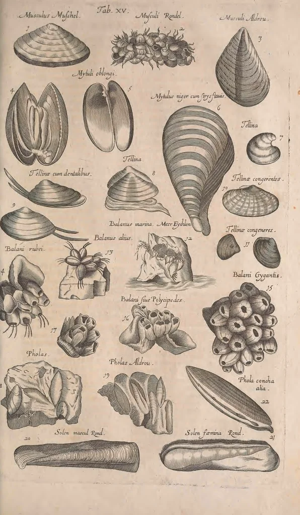 An illustration from Historiae naturalis de quadrupetibus libri : cum aeneis figuris; [Historiae naturalis de serpentibus libri II ; Historiae naturalis de insectis libri III ; Historiae naturalis de exanguibus aquaticis libri IV ; Historiae naturalis de piscibus et cetis libri V ; Historiae naturalis de avibus libri VI], 1650, leaf 782