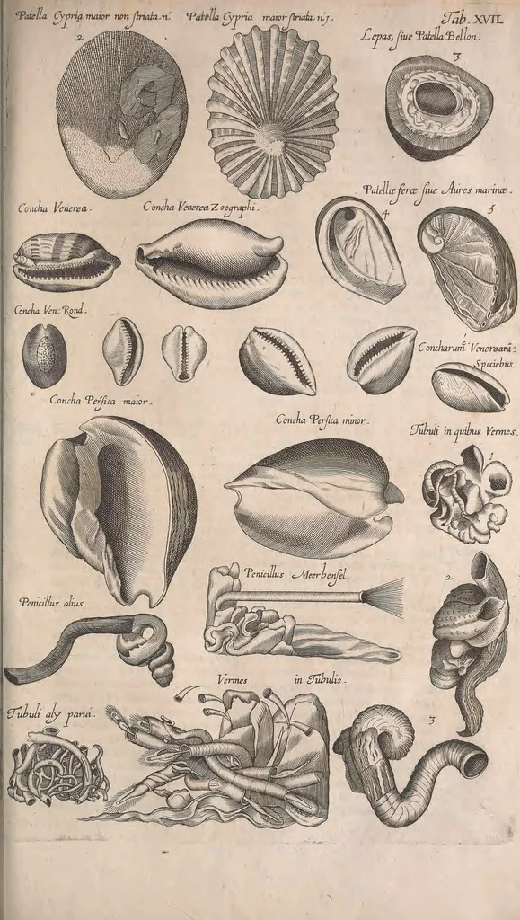 An illustration from Historiae naturalis de quadrupetibus libri : cum aeneis figuris; [Historiae naturalis de serpentibus libri II ; Historiae naturalis de insectis libri III ; Historiae naturalis de exanguibus aquaticis libri IV ; Historiae naturalis de piscibus et cetis libri V ; Historiae naturalis de avibus libri VI], 1650, leaf 788