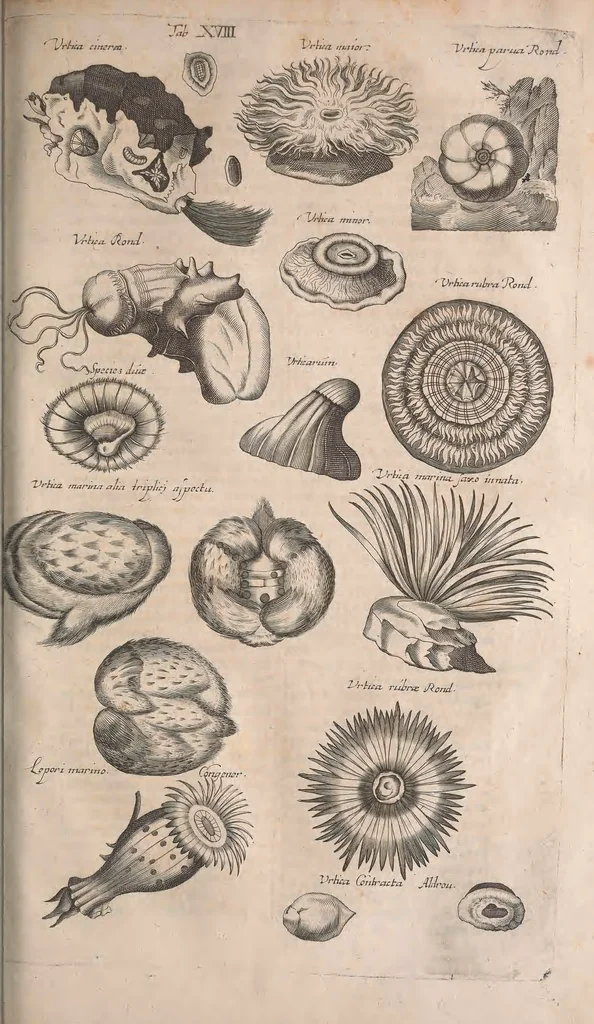 An illustration from Historiae naturalis de quadrupetibus libri : cum aeneis figuris; [Historiae naturalis de serpentibus libri II ; Historiae naturalis de insectis libri III ; Historiae naturalis de exanguibus aquaticis libri IV ; Historiae naturalis de piscibus et cetis libri V ; Historiae naturalis de avibus libri VI], 1650, leaf 794