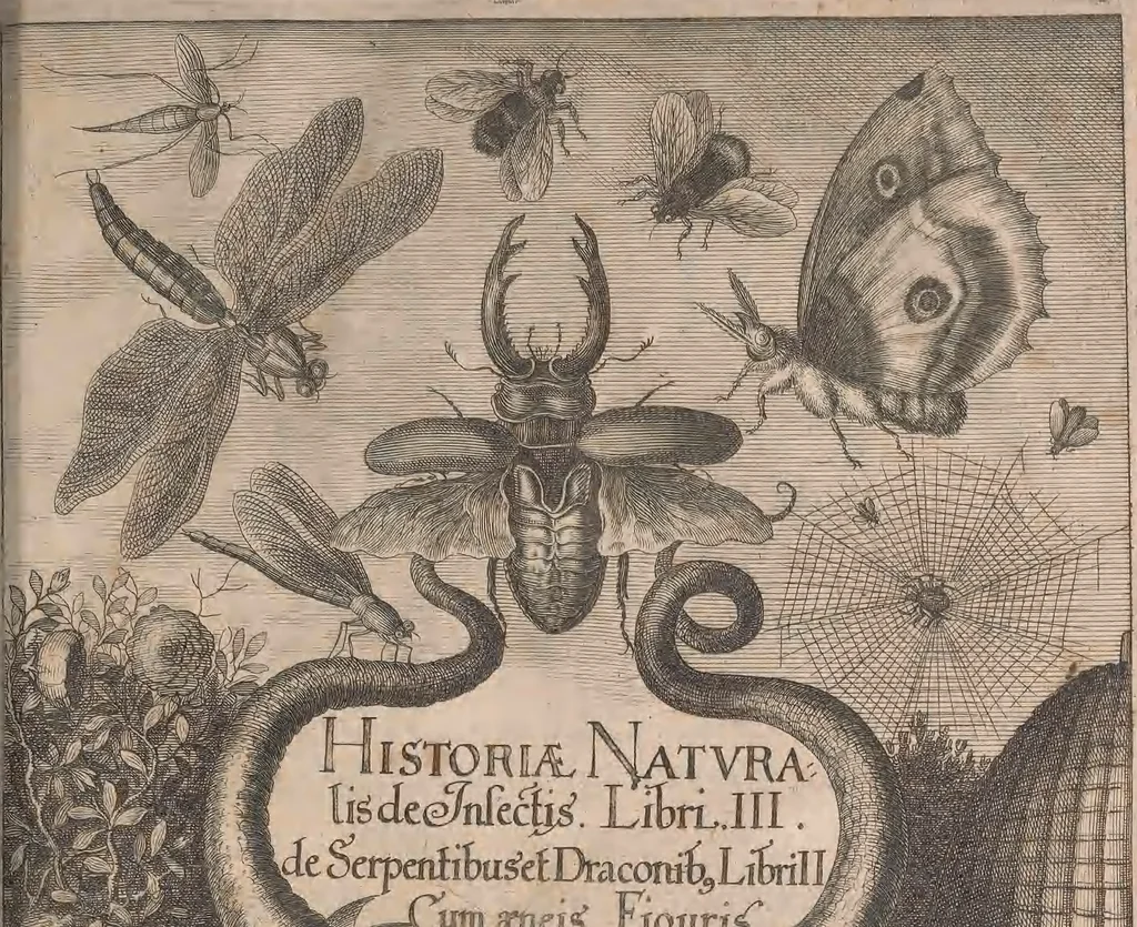 An illustration from Historiae naturalis de quadrupetibus libri : cum aeneis figuris; [Historiae naturalis de serpentibus libri II ; Historiae naturalis de insectis libri III ; Historiae naturalis de exanguibus aquaticis libri IV ; Historiae naturalis de piscibus et cetis libri V ; Historiae naturalis de avibus libri VI], 1650, leaf 818