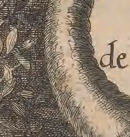 An illustration from Historiae naturalis de quadrupetibus libri : cum aeneis figuris; [Historiae naturalis de serpentibus libri II ; Historiae naturalis de insectis libri III ; Historiae naturalis de exanguibus aquaticis libri IV ; Historiae naturalis de piscibus et cetis libri V ; Historiae naturalis de avibus libri VI], 1650, leaf 818