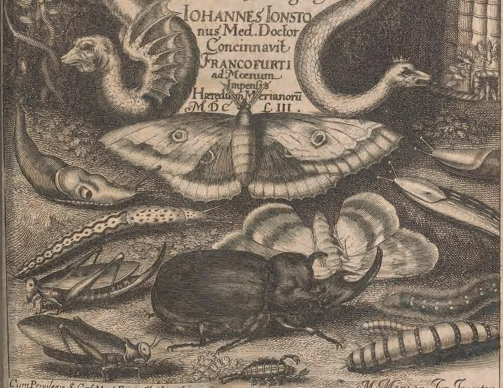 An illustration from Historiae naturalis de quadrupetibus libri : cum aeneis figuris; [Historiae naturalis de serpentibus libri II ; Historiae naturalis de insectis libri III ; Historiae naturalis de exanguibus aquaticis libri IV ; Historiae naturalis de piscibus et cetis libri V ; Historiae naturalis de avibus libri VI], 1650, leaf 818