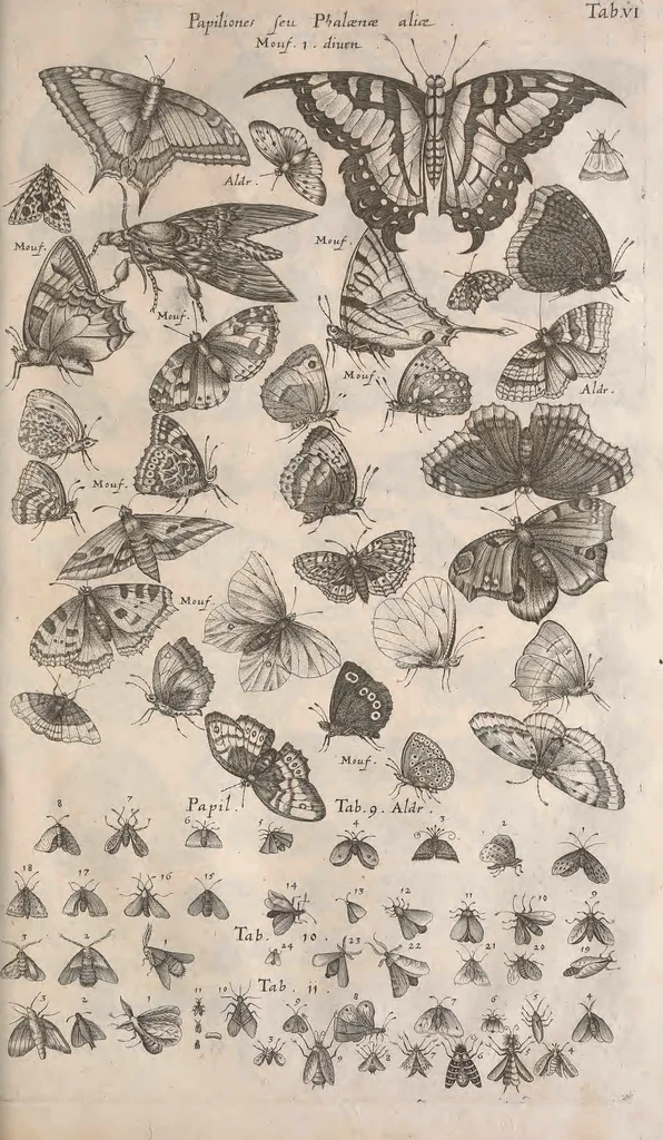 An illustration from Historiae naturalis de quadrupetibus libri : cum aeneis figuris; [Historiae naturalis de serpentibus libri II ; Historiae naturalis de insectis libri III ; Historiae naturalis de exanguibus aquaticis libri IV ; Historiae naturalis de piscibus et cetis libri V ; Historiae naturalis de avibus libri VI], 1650, leaf 882