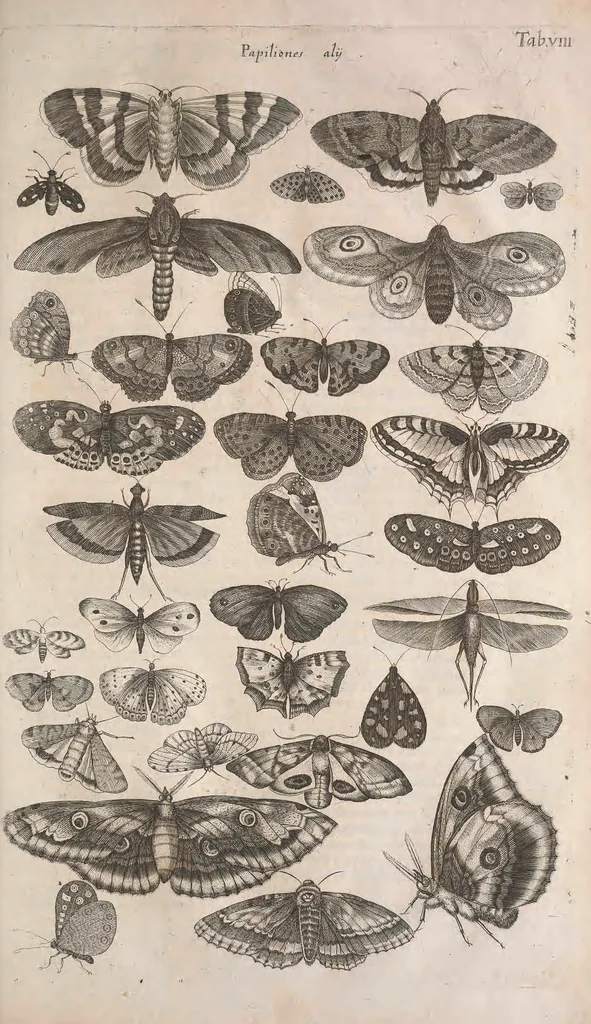 An illustration from Historiae naturalis de quadrupetibus libri : cum aeneis figuris; [Historiae naturalis de serpentibus libri II ; Historiae naturalis de insectis libri III ; Historiae naturalis de exanguibus aquaticis libri IV ; Historiae naturalis de piscibus et cetis libri V ; Historiae naturalis de avibus libri VI], 1650, leaf 886