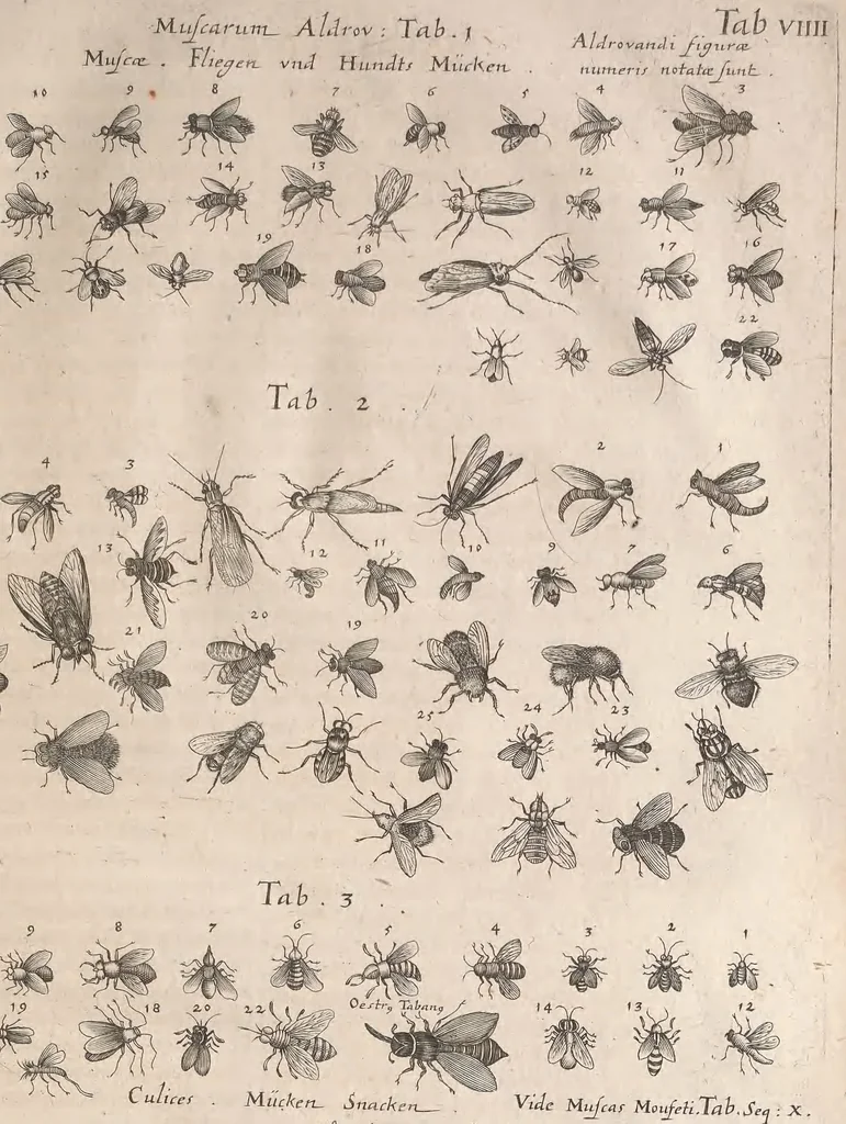 An illustration from Historiae naturalis de quadrupetibus libri : cum aeneis figuris; [Historiae naturalis de serpentibus libri II ; Historiae naturalis de insectis libri III ; Historiae naturalis de exanguibus aquaticis libri IV ; Historiae naturalis de piscibus et cetis libri V ; Historiae naturalis de avibus libri VI], 1650, leaf 902