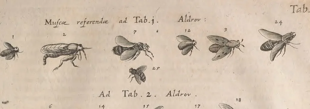 An illustration from Historiae naturalis de quadrupetibus libri : cum aeneis figuris; [Historiae naturalis de serpentibus libri II ; Historiae naturalis de insectis libri III ; Historiae naturalis de exanguibus aquaticis libri IV ; Historiae naturalis de piscibus et cetis libri V ; Historiae naturalis de avibus libri VI], 1650, leaf 908