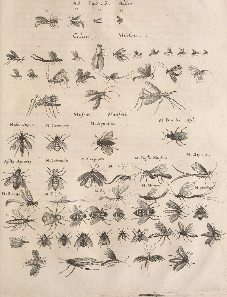 An illustration from Historiae naturalis de quadrupetibus libri : cum aeneis figuris; [Historiae naturalis de serpentibus libri II ; Historiae naturalis de insectis libri III ; Historiae naturalis de exanguibus aquaticis libri IV ; Historiae naturalis de piscibus et cetis libri V ; Historiae naturalis de avibus libri VI], 1650, leaf 908