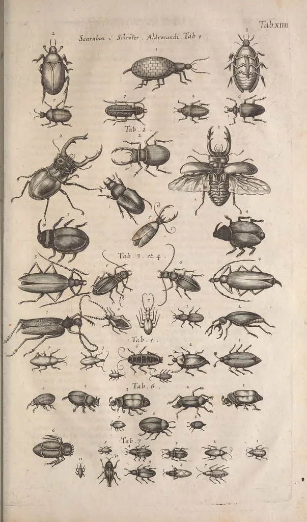 An illustration from Historiae naturalis de quadrupetibus libri : cum aeneis figuris; [Historiae naturalis de serpentibus libri II ; Historiae naturalis de insectis libri III ; Historiae naturalis de exanguibus aquaticis libri IV ; Historiae naturalis de piscibus et cetis libri V ; Historiae naturalis de avibus libri VI], 1650, leaf 942