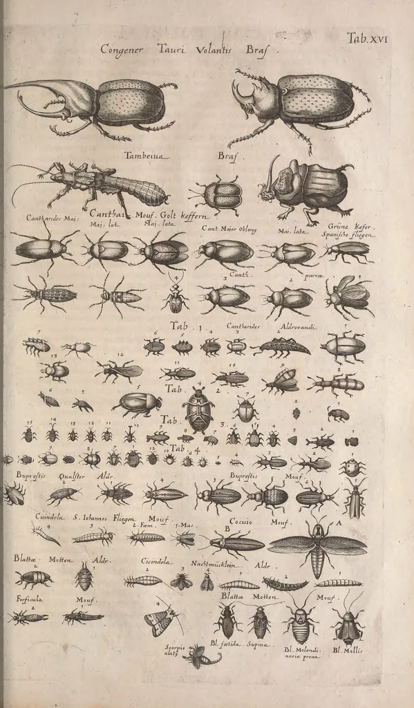 An illustration from Historiae naturalis de quadrupetibus libri : cum aeneis figuris; [Historiae naturalis de serpentibus libri II ; Historiae naturalis de insectis libri III ; Historiae naturalis de exanguibus aquaticis libri IV ; Historiae naturalis de piscibus et cetis libri V ; Historiae naturalis de avibus libri VI], 1650, leaf 950