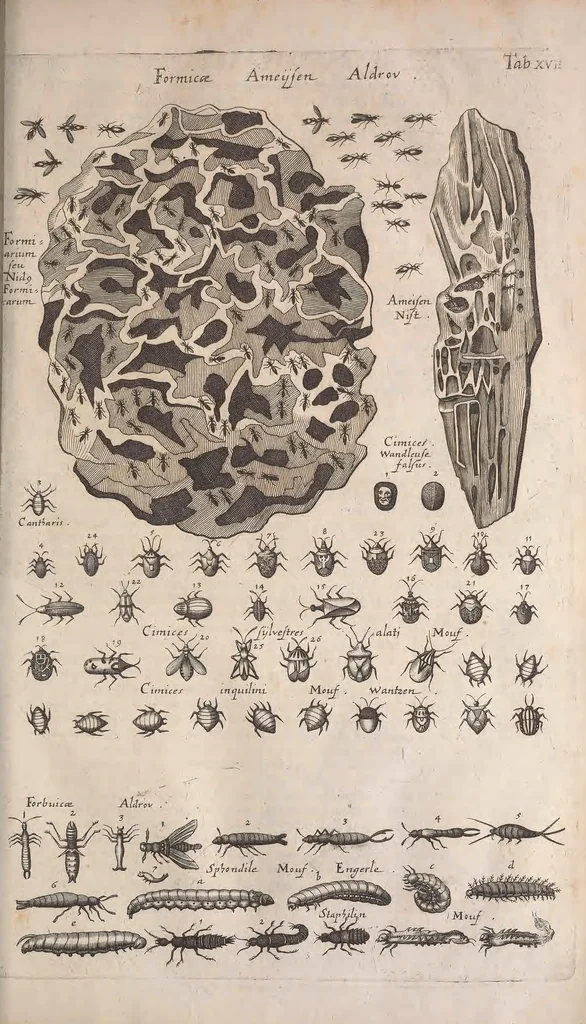 An illustration from Historiae naturalis de quadrupetibus libri : cum aeneis figuris; [Historiae naturalis de serpentibus libri II ; Historiae naturalis de insectis libri III ; Historiae naturalis de exanguibus aquaticis libri IV ; Historiae naturalis de piscibus et cetis libri V ; Historiae naturalis de avibus libri VI], 1650, leaf 966