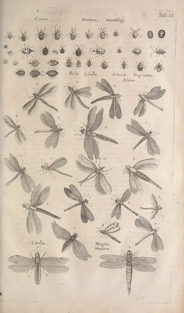 An illustration from Historiae naturalis de quadrupetibus libri : cum aeneis figuris; [Historiae naturalis de serpentibus libri II ; Historiae naturalis de insectis libri III ; Historiae naturalis de exanguibus aquaticis libri IV ; Historiae naturalis de piscibus et cetis libri V ; Historiae naturalis de avibus libri VI], 1650, leaf 972