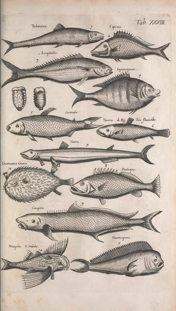 An illustration from Historiae naturalis de quadrupetibus libri : cum aeneis figuris; [Historiae naturalis de serpentibus libri II ; Historiae naturalis de insectis libri III ; Historiae naturalis de exanguibus aquaticis libri IV ; Historiae naturalis de piscibus et cetis libri V ; Historiae naturalis de avibus libri VI], 1650, leaf 253