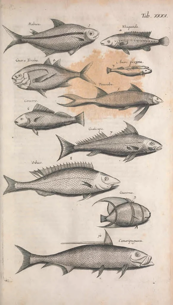 An illustration from Historiae naturalis de quadrupetibus libri : cum aeneis figuris; [Historiae naturalis de serpentibus libri II ; Historiae naturalis de insectis libri III ; Historiae naturalis de exanguibus aquaticis libri IV ; Historiae naturalis de piscibus et cetis libri V ; Historiae naturalis de avibus libri VI], 1650, leaf 267