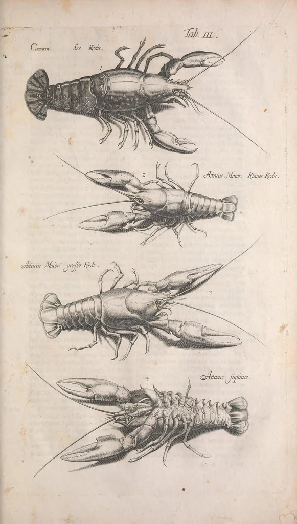An illustration from Historiae naturalis de quadrupetibus libri : cum aeneis figuris; [Historiae naturalis de serpentibus libri II ; Historiae naturalis de insectis libri III ; Historiae naturalis de exanguibus aquaticis libri IV ; Historiae naturalis de piscibus et cetis libri V ; Historiae naturalis de avibus libri VI], 1650, leaf 351