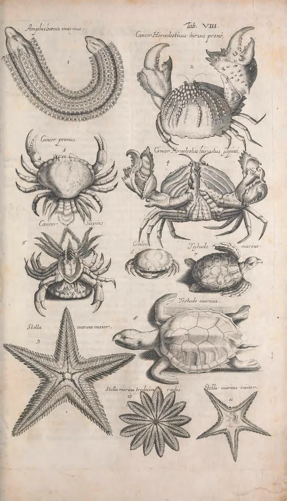 An illustration from Historiae naturalis de quadrupetibus libri : cum aeneis figuris; [Historiae naturalis de serpentibus libri II ; Historiae naturalis de insectis libri III ; Historiae naturalis de exanguibus aquaticis libri IV ; Historiae naturalis de piscibus et cetis libri V ; Historiae naturalis de avibus libri VI], 1650, leaf 373