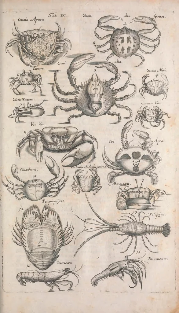 An illustration from Historiae naturalis de quadrupetibus libri : cum aeneis figuris; [Historiae naturalis de serpentibus libri II ; Historiae naturalis de insectis libri III ; Historiae naturalis de exanguibus aquaticis libri IV ; Historiae naturalis de piscibus et cetis libri V ; Historiae naturalis de avibus libri VI], 1650, leaf 377