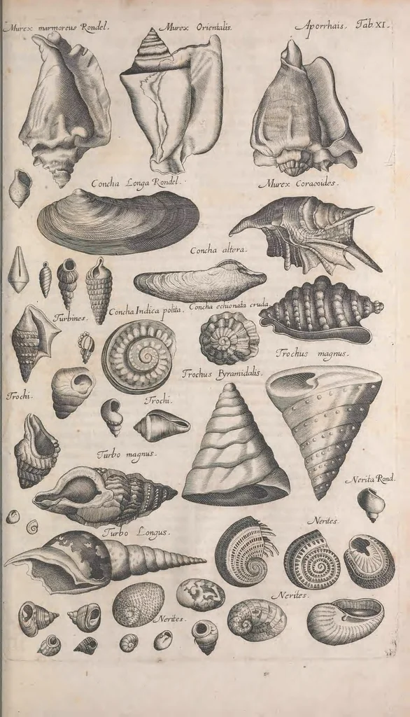 An illustration from Historiae naturalis de quadrupetibus libri : cum aeneis figuris; [Historiae naturalis de serpentibus libri II ; Historiae naturalis de insectis libri III ; Historiae naturalis de exanguibus aquaticis libri IV ; Historiae naturalis de piscibus et cetis libri V ; Historiae naturalis de avibus libri VI], 1650, leaf 395