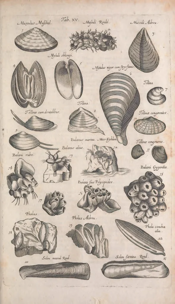 An illustration from Historiae naturalis de quadrupetibus libri : cum aeneis figuris; [Historiae naturalis de serpentibus libri II ; Historiae naturalis de insectis libri III ; Historiae naturalis de exanguibus aquaticis libri IV ; Historiae naturalis de piscibus et cetis libri V ; Historiae naturalis de avibus libri VI], 1650, leaf 423