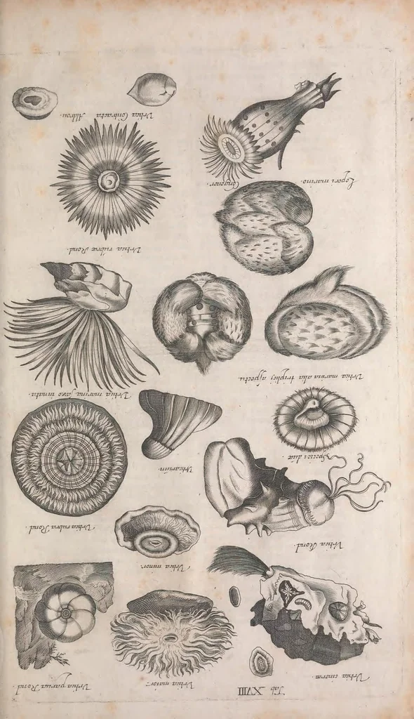 An illustration from Historiae naturalis de quadrupetibus libri : cum aeneis figuris; [Historiae naturalis de serpentibus libri II ; Historiae naturalis de insectis libri III ; Historiae naturalis de exanguibus aquaticis libri IV ; Historiae naturalis de piscibus et cetis libri V ; Historiae naturalis de avibus libri VI], 1650, leaf 435