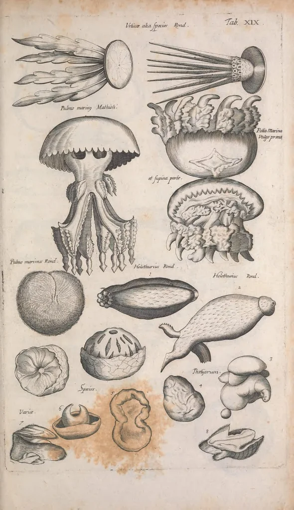 An illustration from Historiae naturalis de quadrupetibus libri : cum aeneis figuris; [Historiae naturalis de serpentibus libri II ; Historiae naturalis de insectis libri III ; Historiae naturalis de exanguibus aquaticis libri IV ; Historiae naturalis de piscibus et cetis libri V ; Historiae naturalis de avibus libri VI], 1650, leaf 439