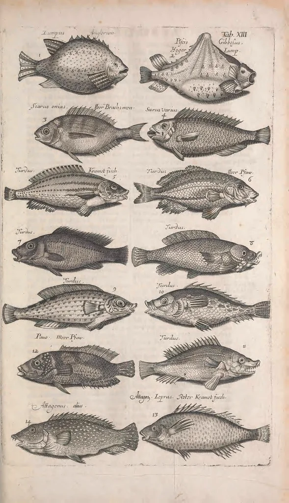 An illustration from Historiae naturalis de quadrupetibus libri : cum aeneis figuris; [Historiae naturalis de serpentibus libri II ; Historiae naturalis de insectis libri III ; Historiae naturalis de exanguibus aquaticis libri IV ; Historiae naturalis de piscibus et cetis libri V ; Historiae naturalis de avibus libri VI], 1650, leaf 71