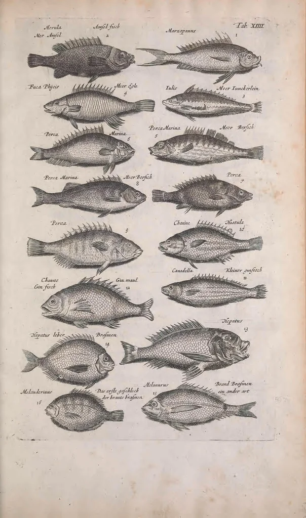 An illustration from Historiae naturalis de quadrupedibus libri : cum aeneis figuris, 1657, leaf 201