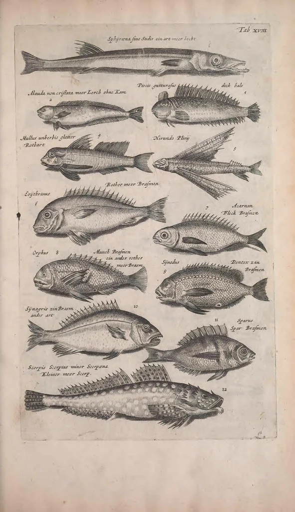 An illustration from Historiae naturalis de quadrupedibus libri : cum aeneis figuris, 1657, leaf 209