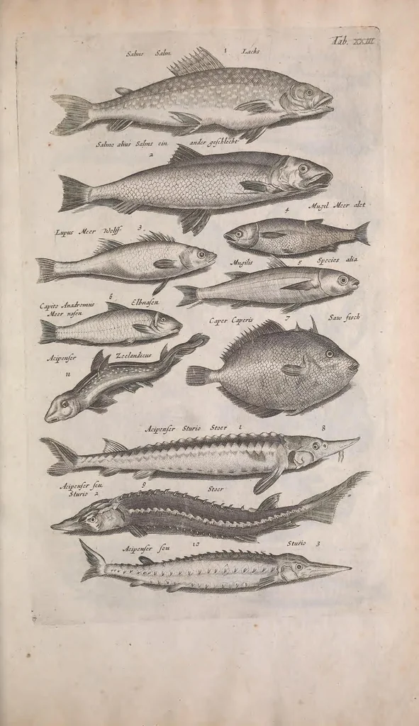 An illustration from Historiae naturalis de quadrupedibus libri : cum aeneis figuris, 1657, leaf 219