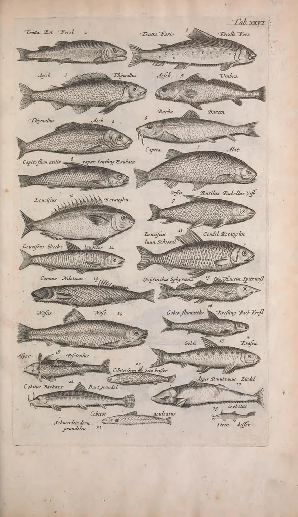 An illustration from Historiae naturalis de quadrupedibus libri : cum aeneis figuris, 1657, leaf 225