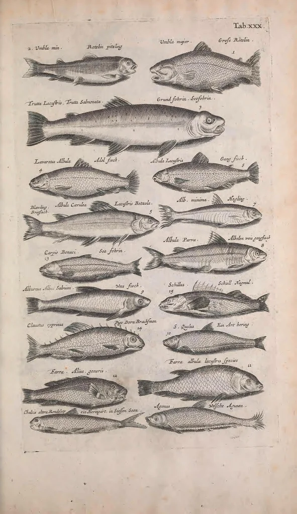 An illustration from Historiae naturalis de quadrupedibus libri : cum aeneis figuris, 1657, leaf 233