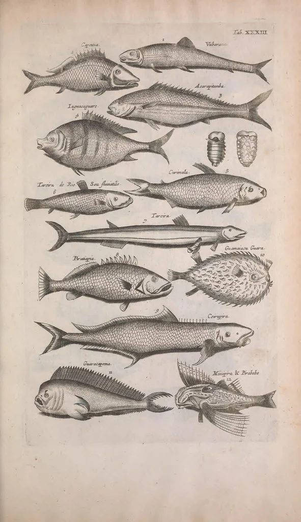 An illustration from Historiae naturalis de quadrupedibus libri : cum aeneis figuris, 1657, leaf 239