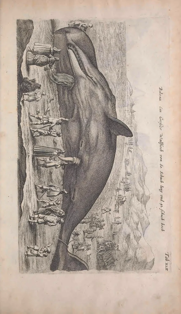 An illustration from Historiae naturalis de quadrupedibus libri : cum aeneis figuris, 1657, leaf 257