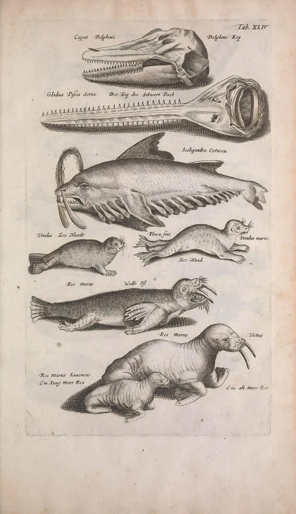 An illustration from Historiae naturalis de quadrupedibus libri : cum aeneis figuris, 1657, leaf 261